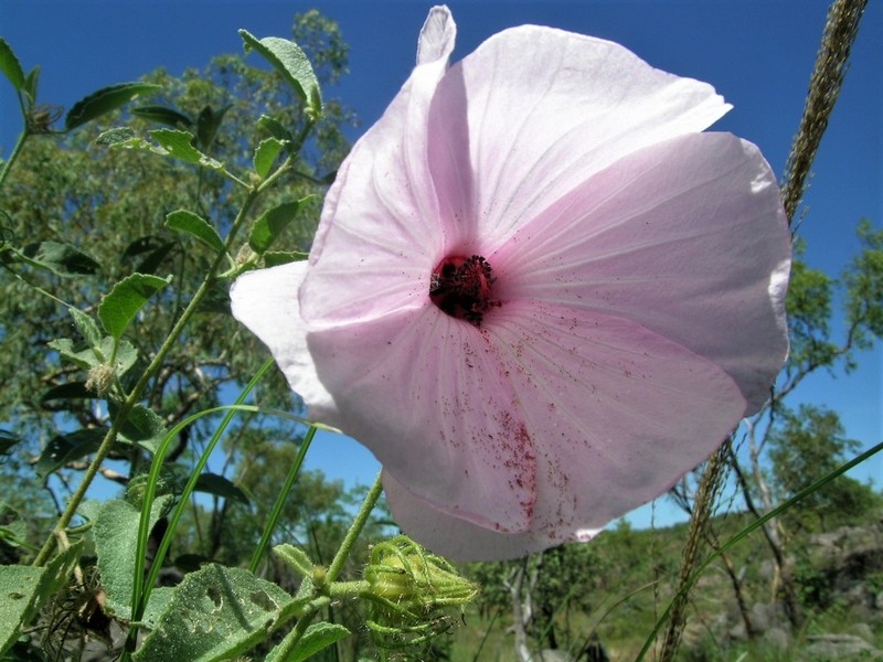 Hibiscus menzeliae photo 7
