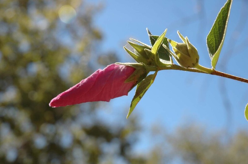 Hibiscus menzeliae photo 8