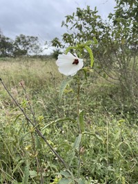 Hibiscus meraukensis