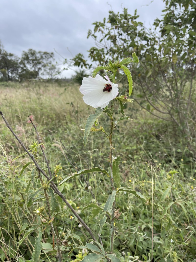 Hibiscus meraukensis