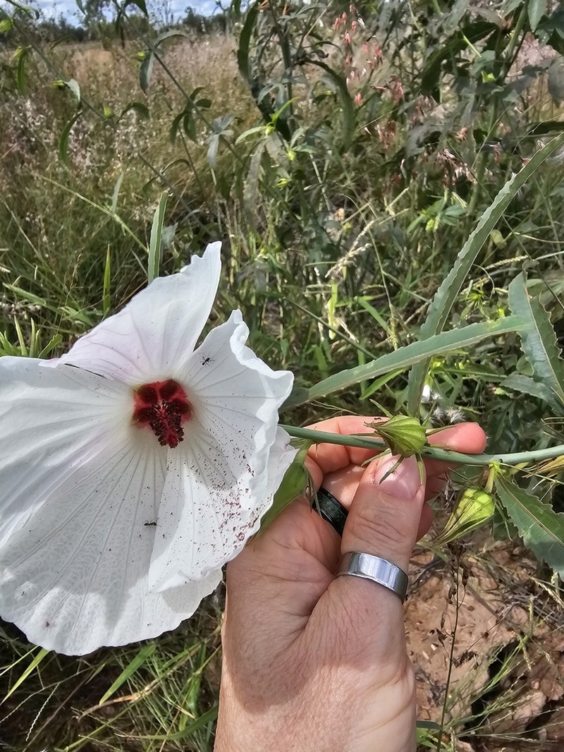 Hibiscus meraukensis photo 3