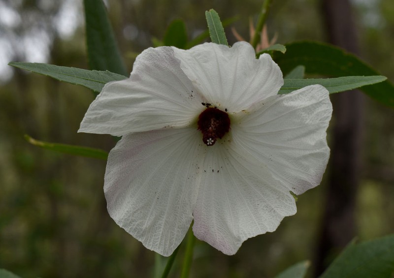 Hibiscus meraukensis photo 4