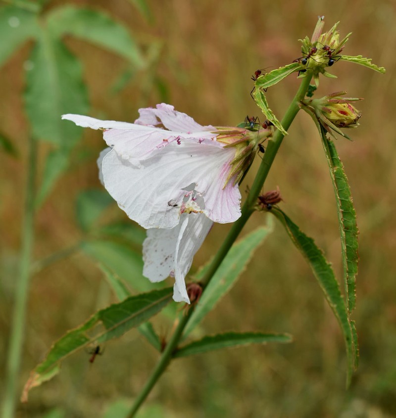 Hibiscus meraukensis photo 5
