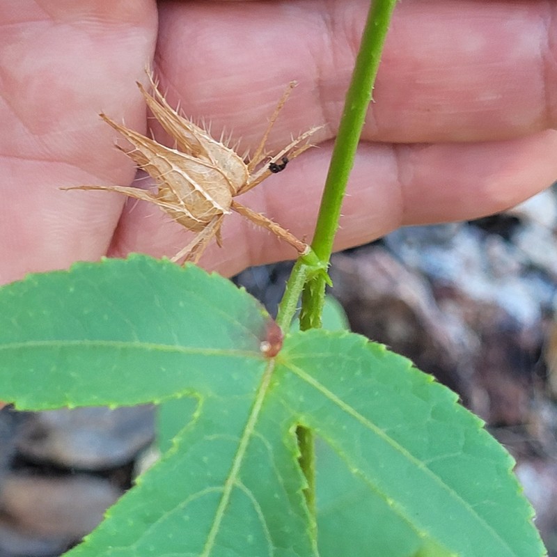 Hibiscus meraukensis photo 6