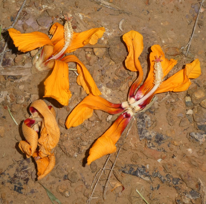 Hibiscus mesnyi