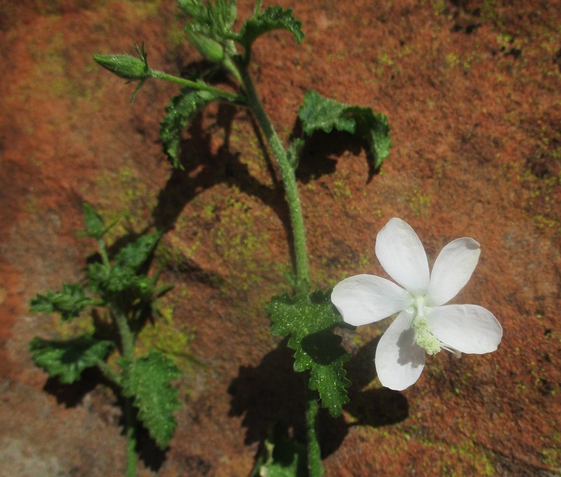 Hibiscus meyeri photo 3