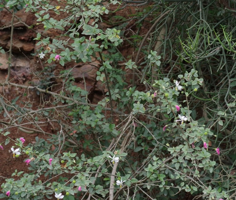 Hibiscus meyeri photo 4