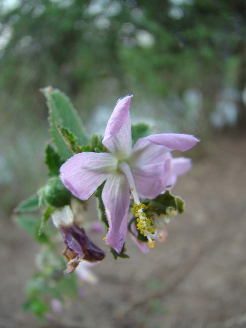 Hibiscus meyeri photo 6