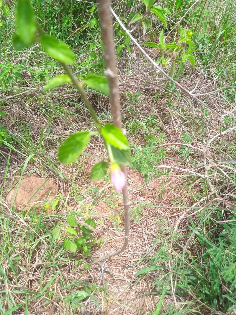 Hibiscus meyeri photo 7