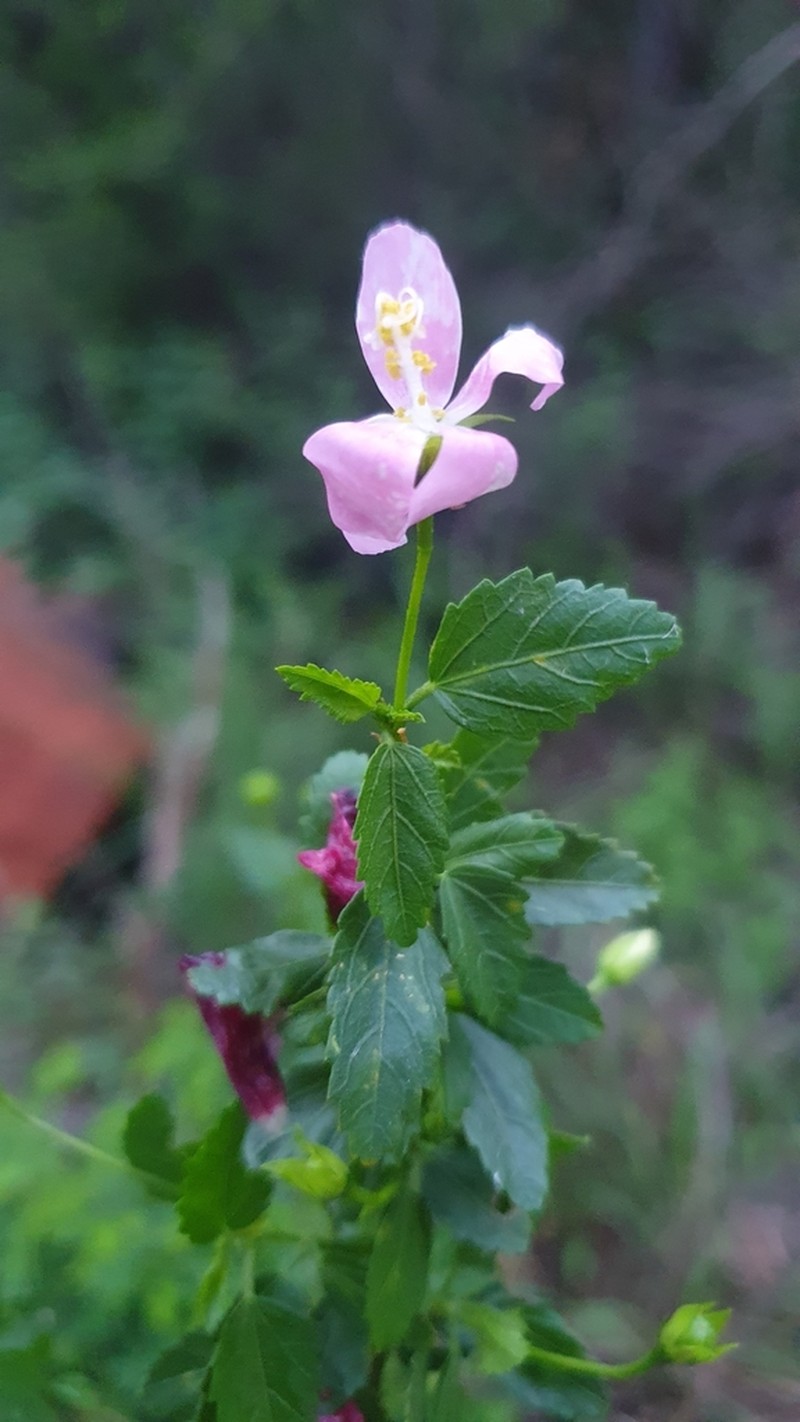 Hibiscus meyeri photo 8