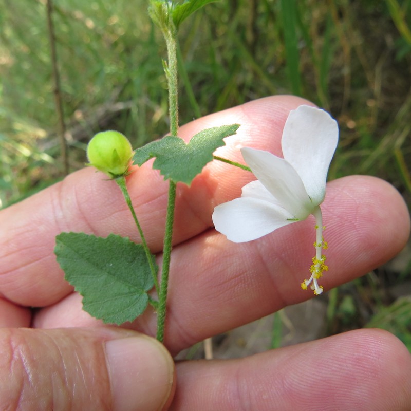 Hibiscus meyeri subsp. meyeri