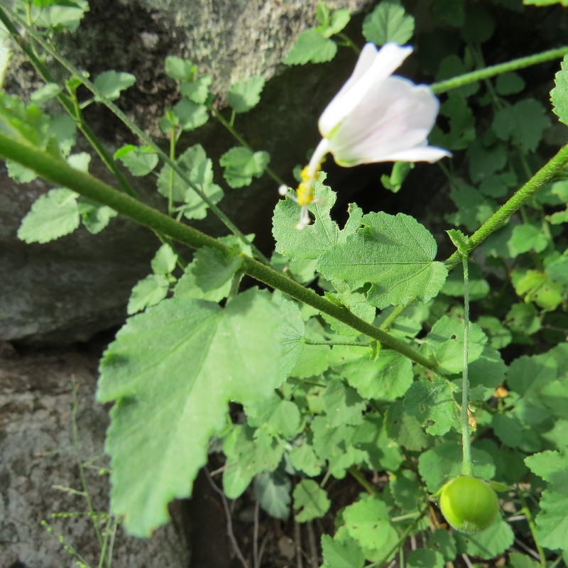 Hibiscus meyeri subsp. meyeri photo 2