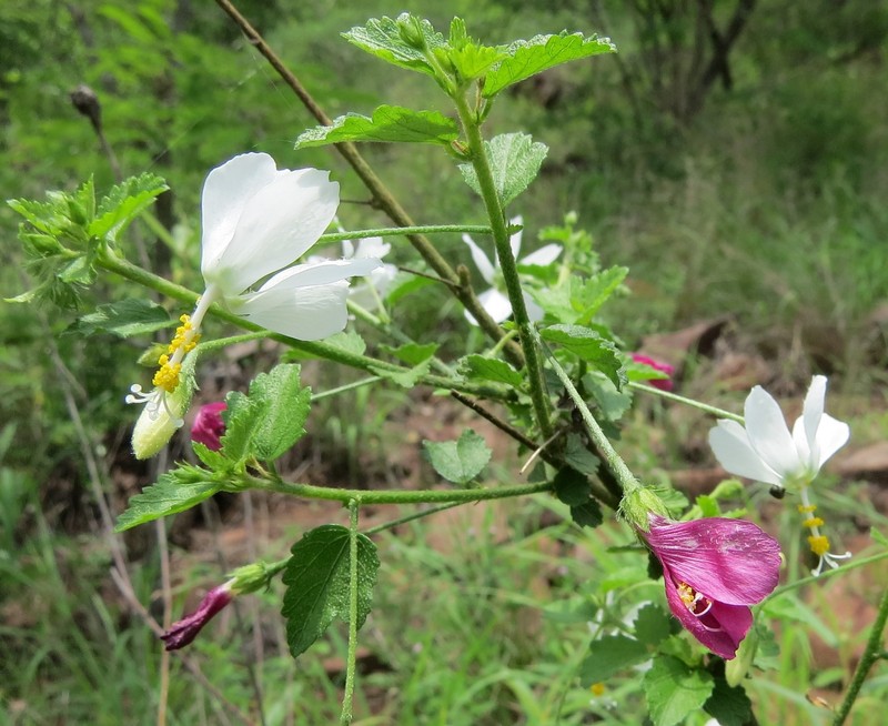 Hibiscus meyeri subsp. meyeri photo 5