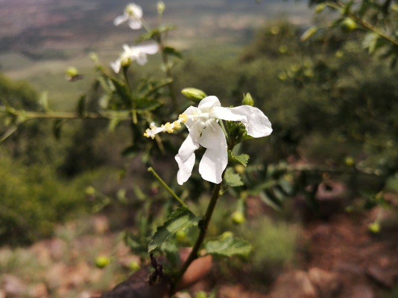 Hibiscus meyeri subsp. transvaalensis photo 2