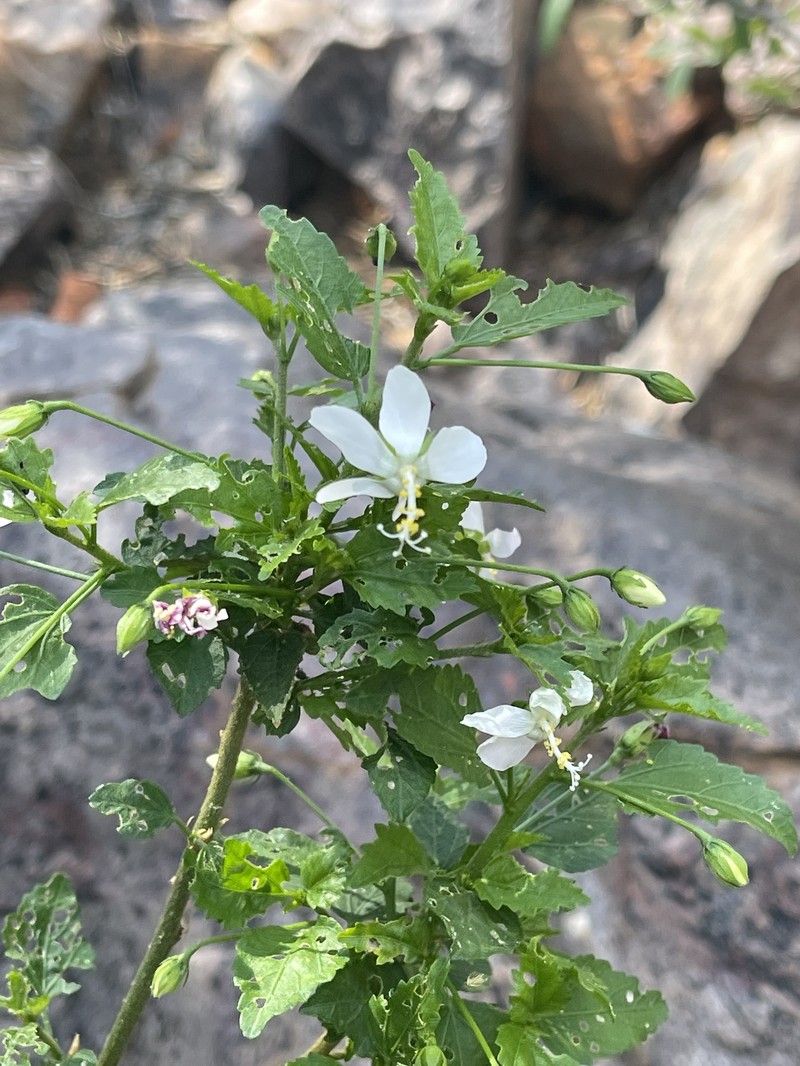 Hibiscus meyeri subsp. transvaalensis photo 3
