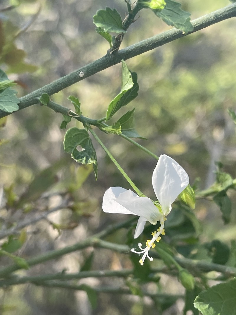 Hibiscus meyeri subsp. transvaalensis photo 4