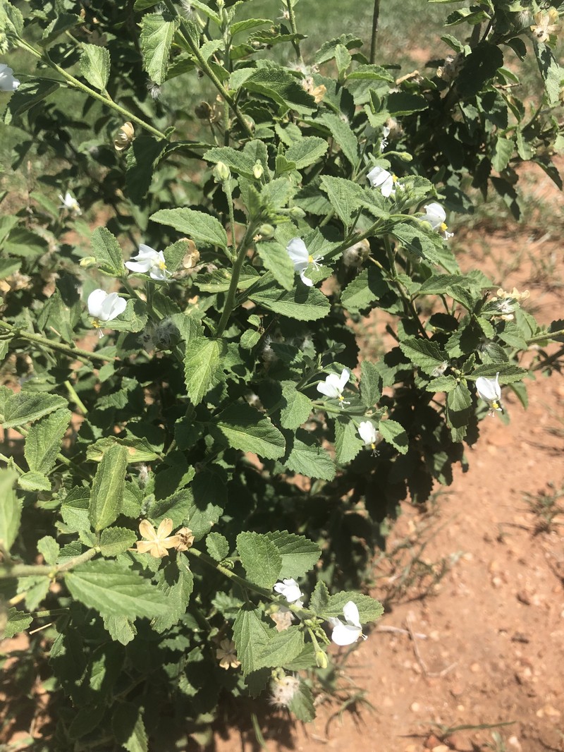 Hibiscus meyeri subsp. transvaalensis photo 6