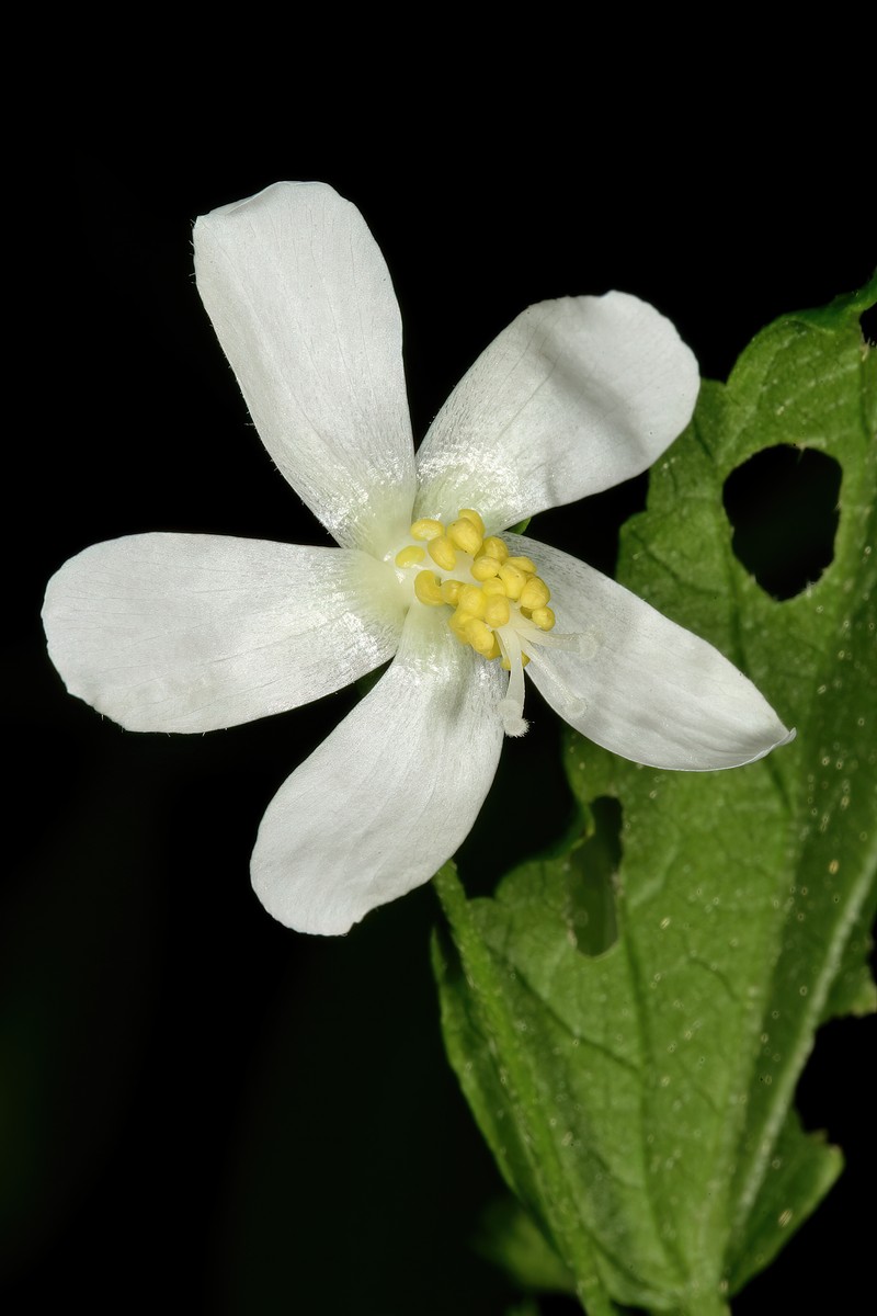 Hibiscus meyeri subsp. transvaalensis