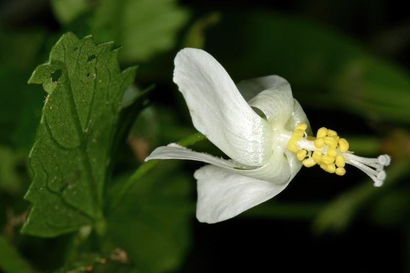 Hibiscus meyeri subsp. transvaalensis photo 7