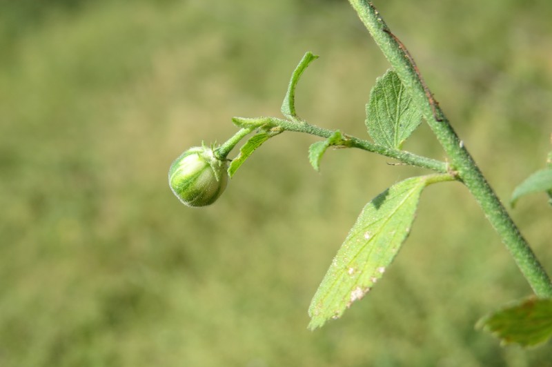 Hibiscus micranthus photo 2