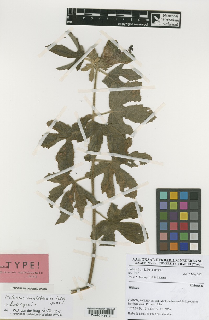 Hibiscus minkebeensis