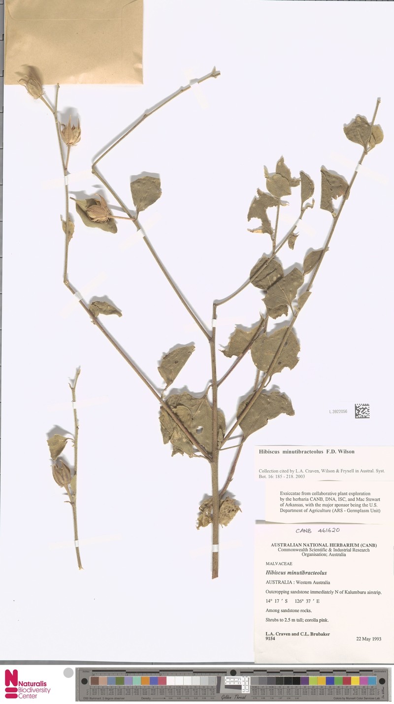 Hibiscus minutibracteolus
