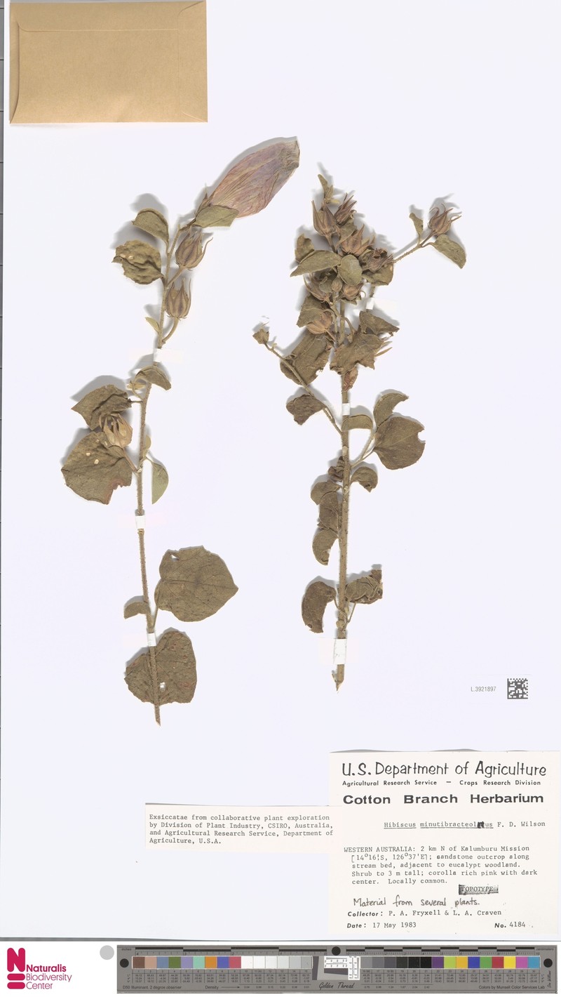 Hibiscus minutibracteolus photo 2