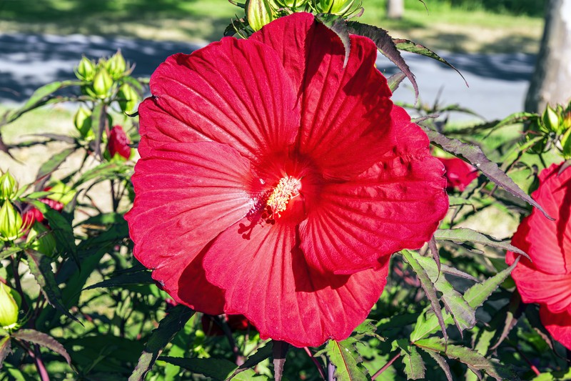 Crimsoneyed Rosemallow photo 2