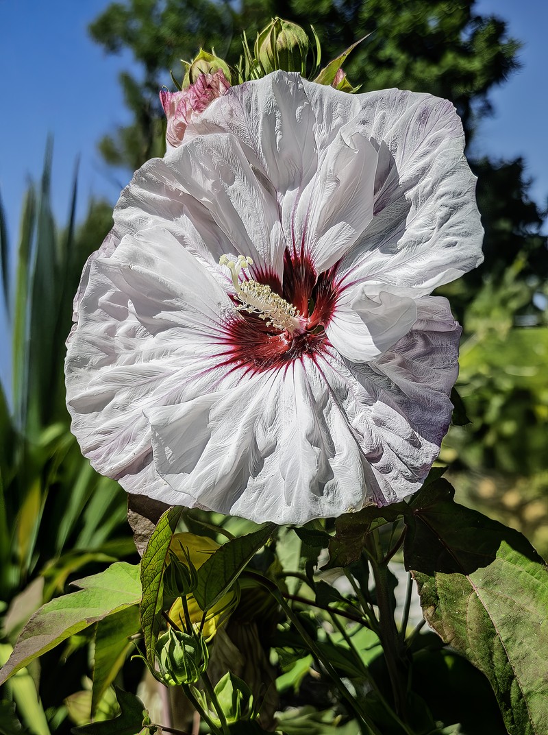 Crimsoneyed Rosemallow photo 4