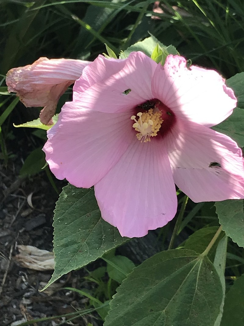 Crimsoneyed Rosemallow