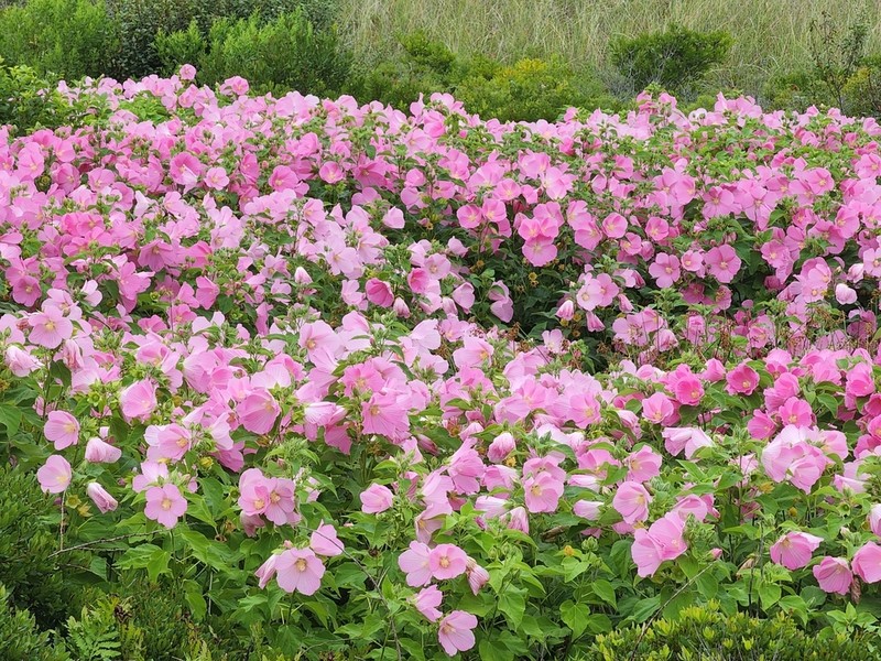 Crimsoneyed Rosemallow photo 2
