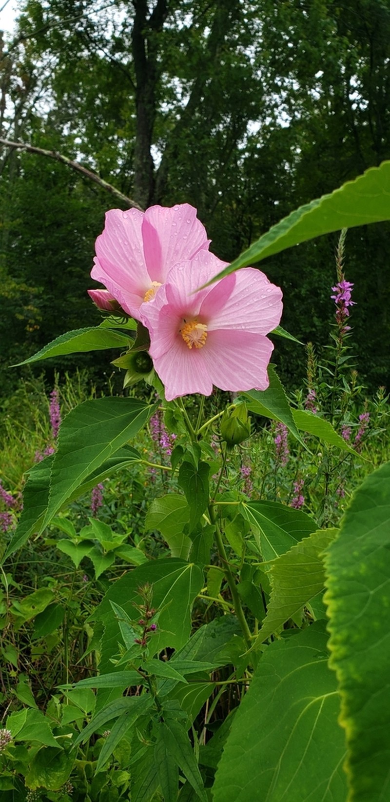Crimsoneyed Rosemallow photo 3