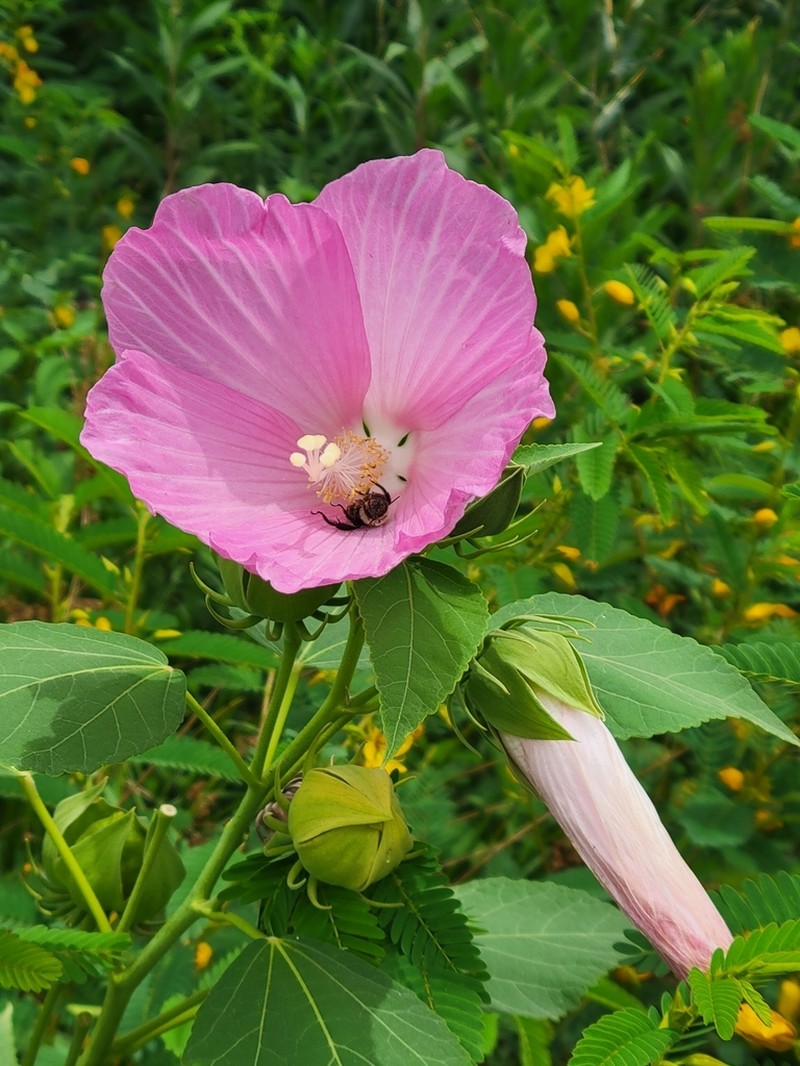 Crimsoneyed Rosemallow photo 4