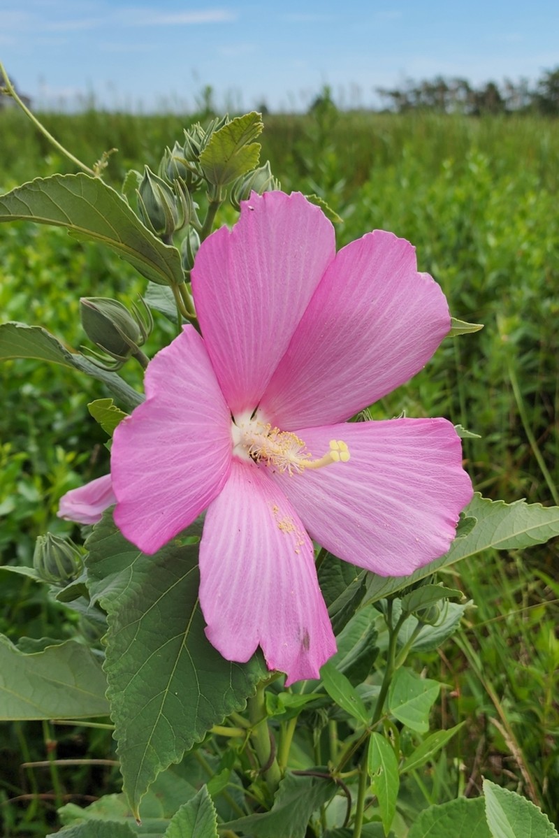 Crimsoneyed Rosemallow photo 5