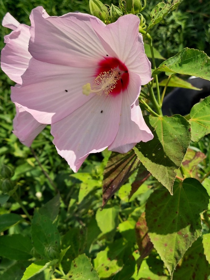 Crimsoneyed Rosemallow photo 6