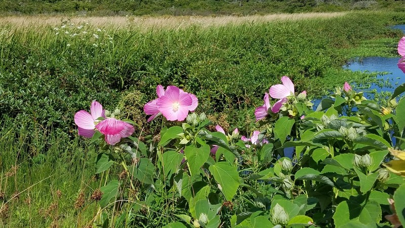 Crimsoneyed Rosemallow photo 8
