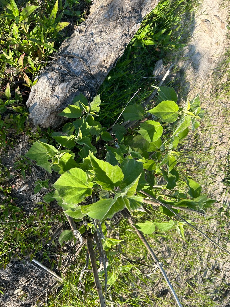 Rosemallow photo 3