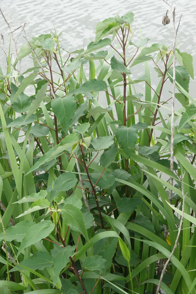 Rosemallow photo 4