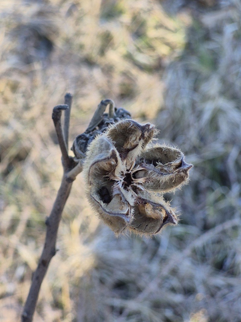 Rosemallow photo 5