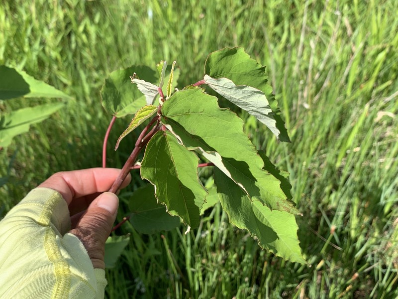 Rosemallow photo 6