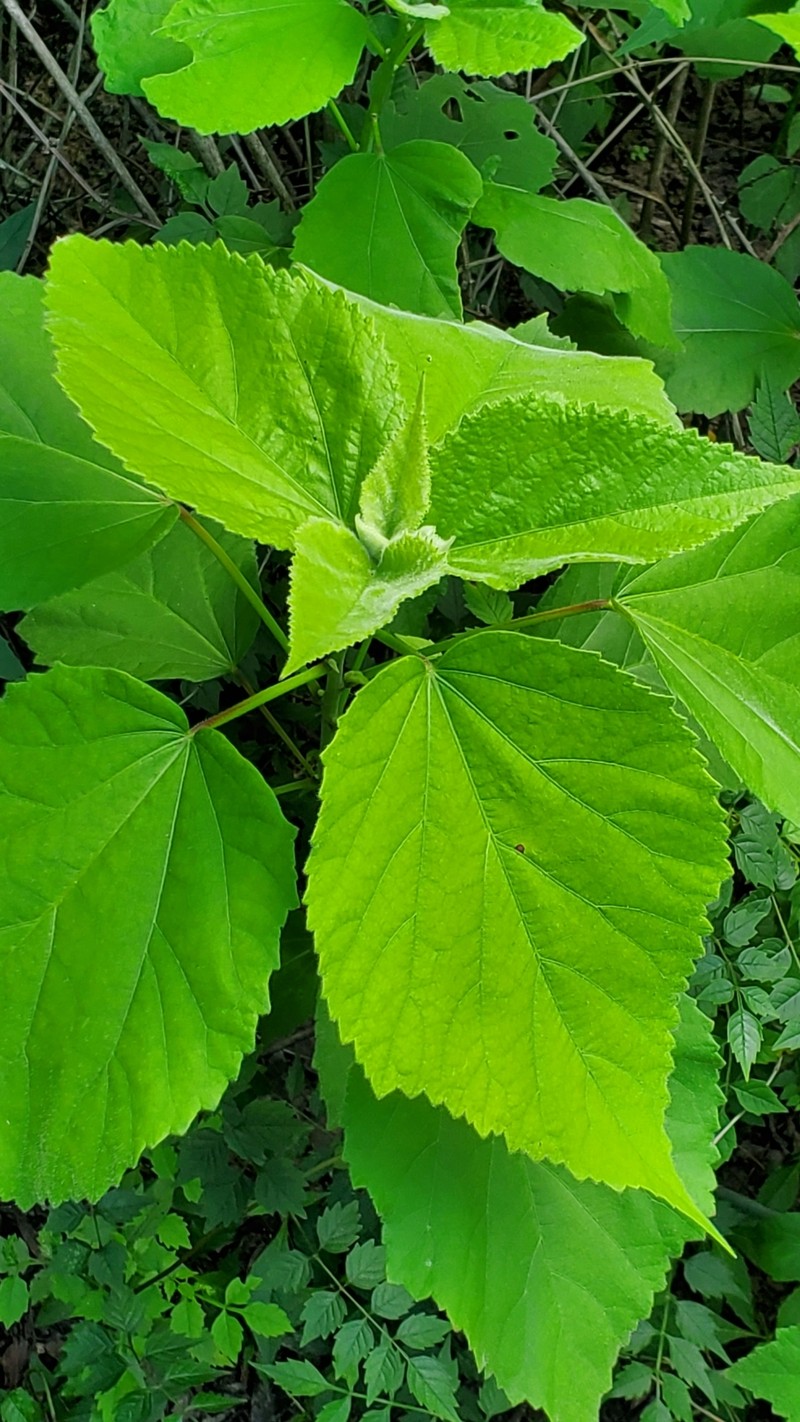 Rosemallow photo 7