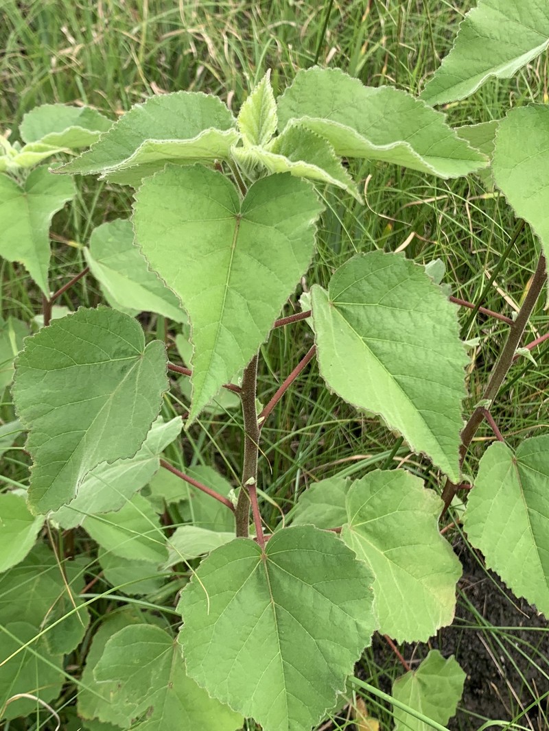 Rosemallow photo 8