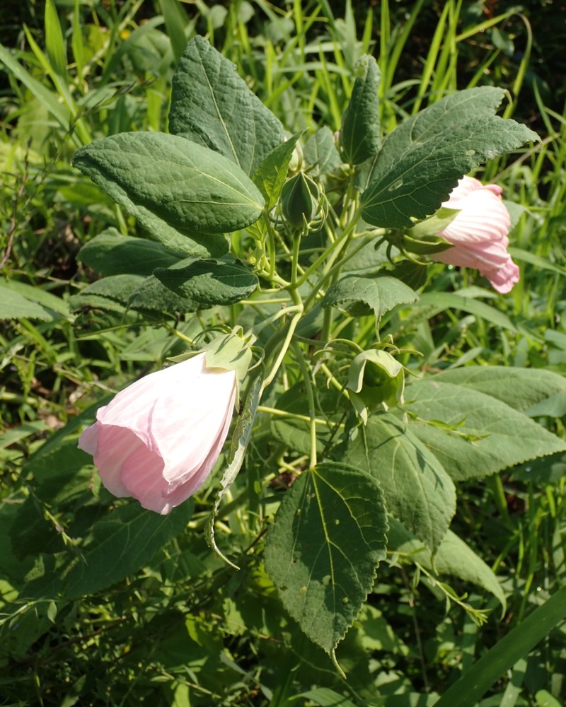 Hibiscus moscheutos subsp. moscheutos photo 6