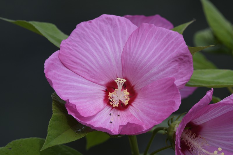 Hibiscus moscheutos subsp. moscheutos