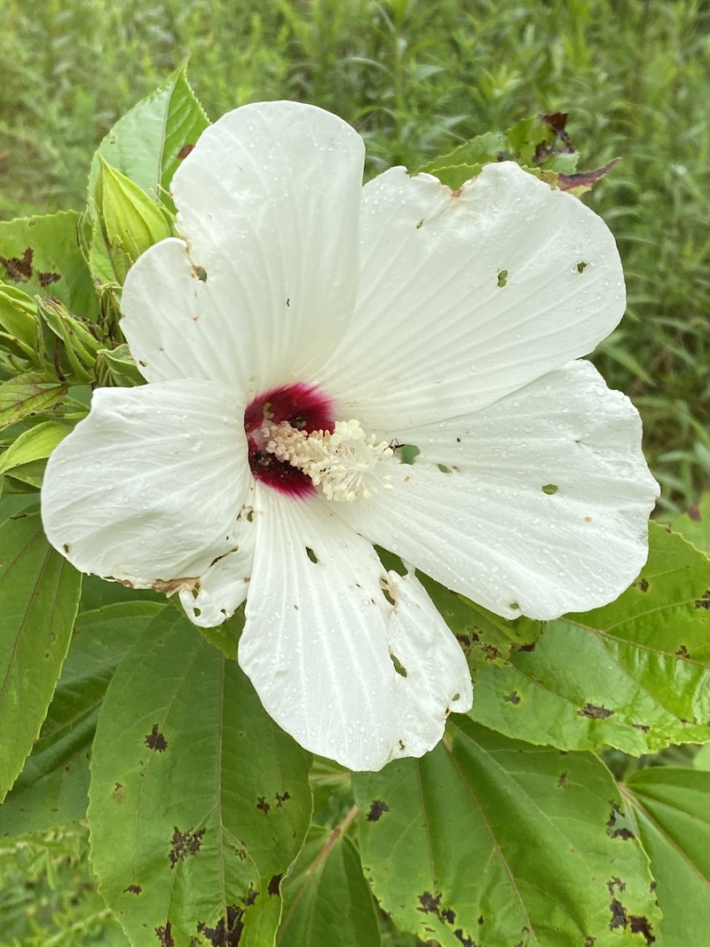 Hibiscus moscheutos subsp. moscheutos photo 3