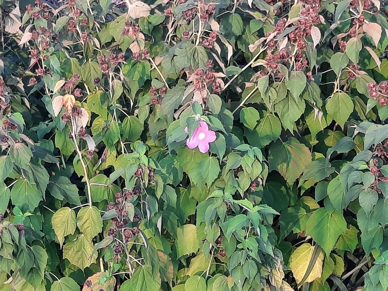 Hibiscus moscheutos subsp. moscheutos photo 4