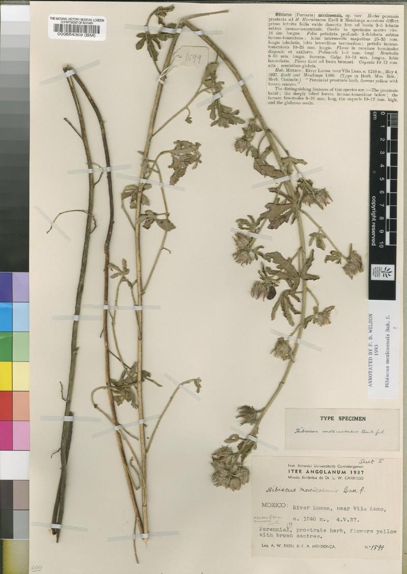 Hibiscus moxicoensis photo 2