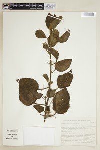 Hibiscus multiformis