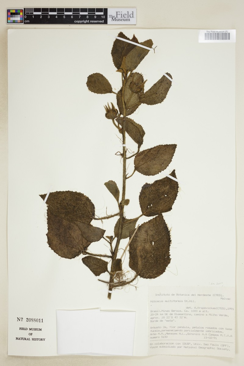 Hibiscus multiformis