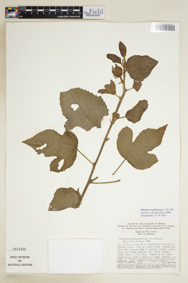Hibiscus multiformis photo 2